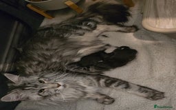 Maine Coon cats for sale: Maine Coon Kittens - Image 1