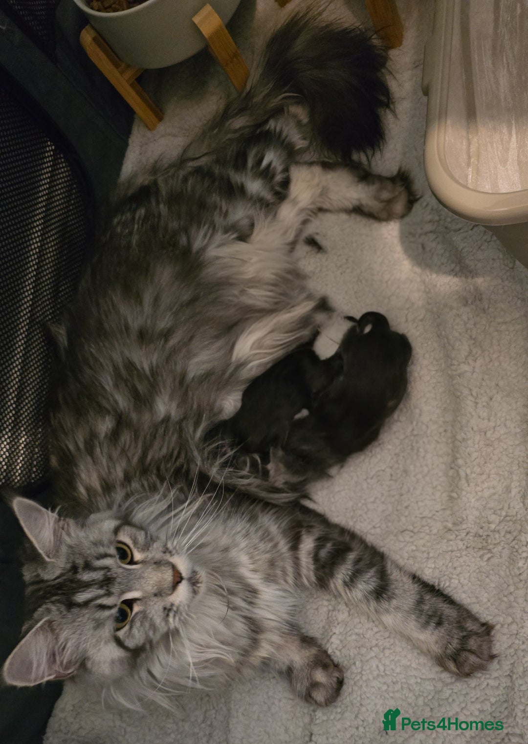 Maine Coon cats for sale: Maine Coon Kittens - Image 1