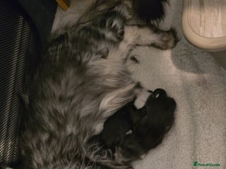 Maine Coon cats - Advert 5