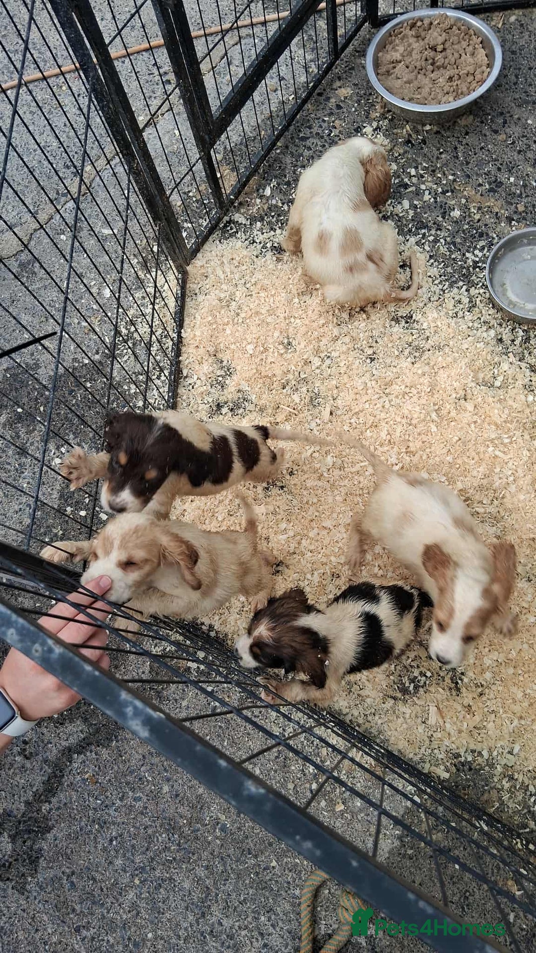 Cocker Spaniel dogs for sale: Cocker spaniel Boys - Image 15