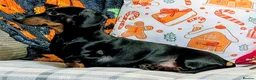 Dachshund dogs for stud: Black and Tan miniature smooth boy  - Advert 3