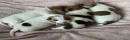 Jack Russell dogs for stud: Proven Jack Russell Stud - Advert 22