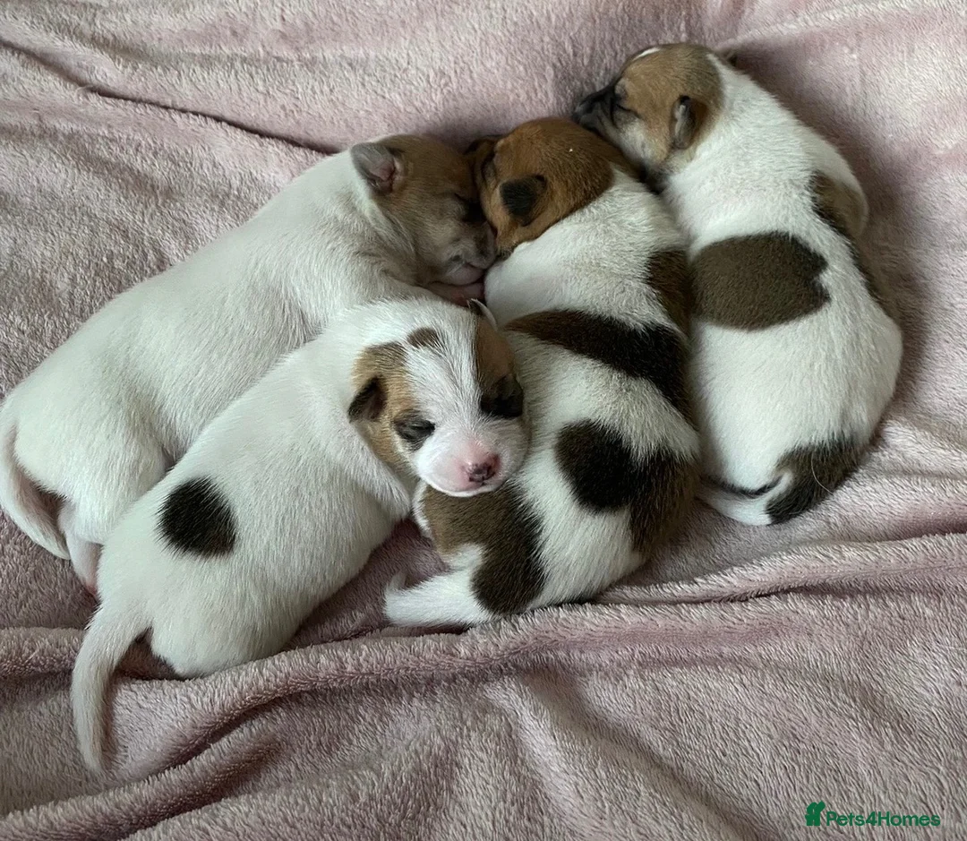 Jack Russell dogs for stud: Proven Jack Russell Stud - Advert 22