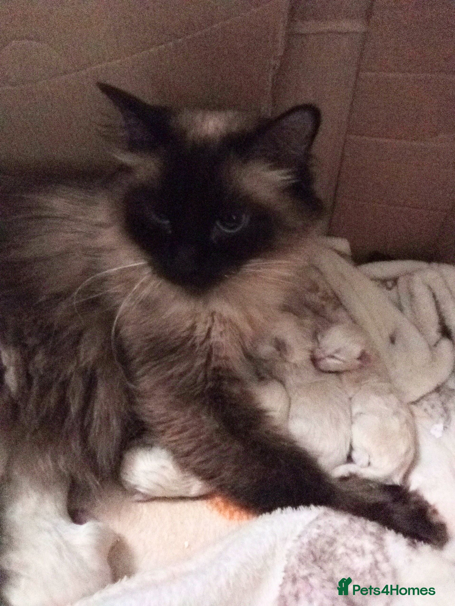Ragdoll cats 😸😸😸Pure Ragdoll kittens 😸😸😸 - Advert 1