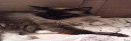Ragdoll cats for sale: 😸😸😸Pure Ragdoll kittens 😸😸😸 - Advert 1
