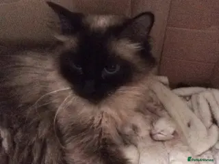 Ragdoll cats 😸😸😸Pure Ragdoll kittens 😸😸😸 - Advert 1