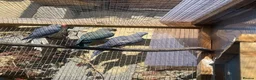 Ringnecks birds for sale: Indian Ringneck - Advert 4