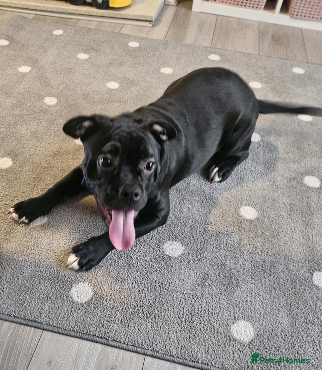 Mixed Breed dogs for sale: Wonderful dog for sale - Advert 20