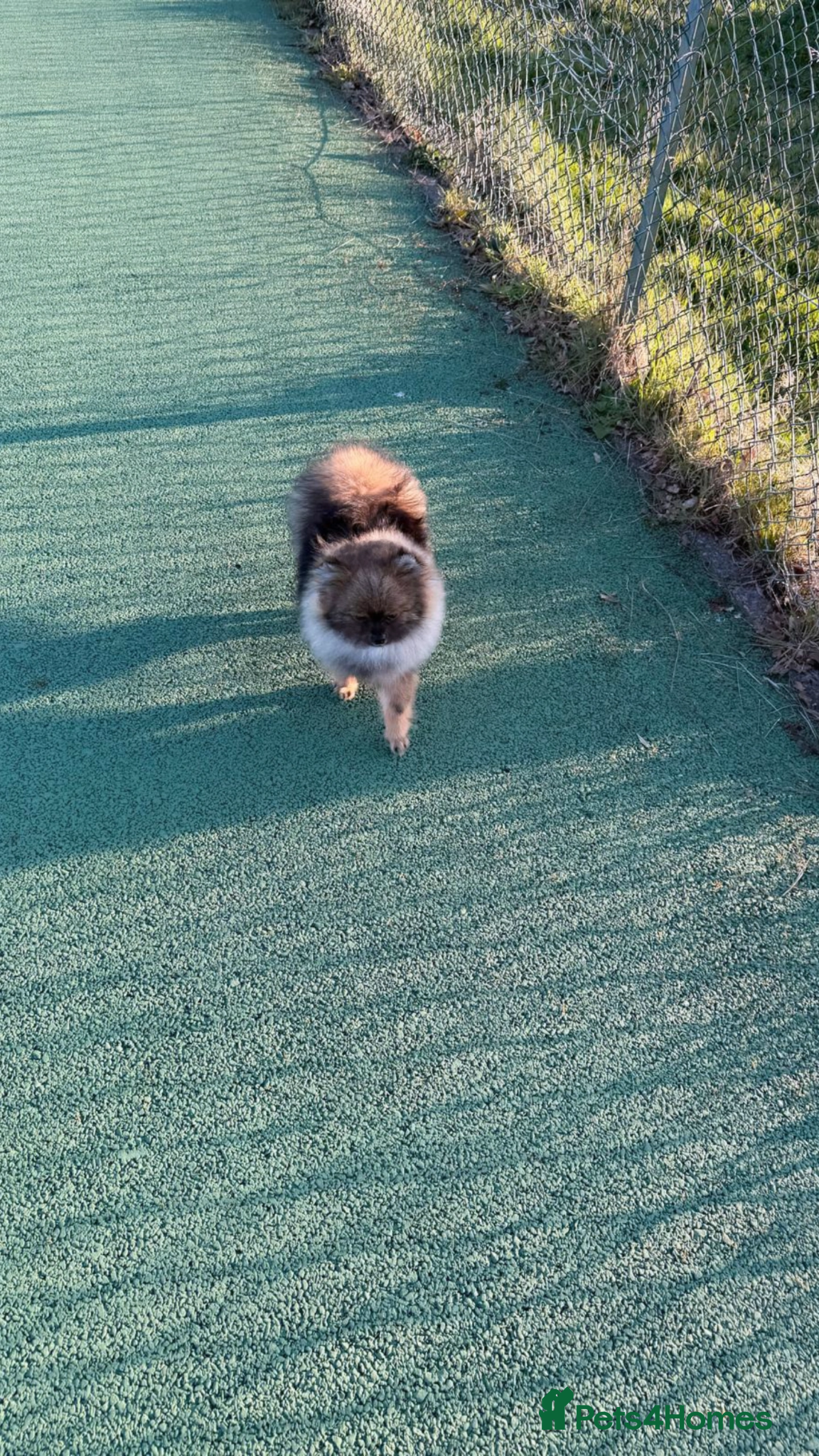 Pomeranian dogs RARE colour tiny boy🩶🔝Quality! 40+🏆⬇️ the lines - Advert 17