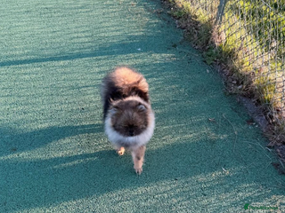 Pomeranian dogs RARE colour tiny boy🩶🔝Quality! 40+🏆⬇️ the lines - Advert 17