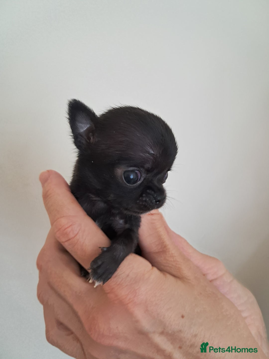 Chihuahua dogs for sale: SMALLEST on the market KC reg chihuahua girls - Image 7
