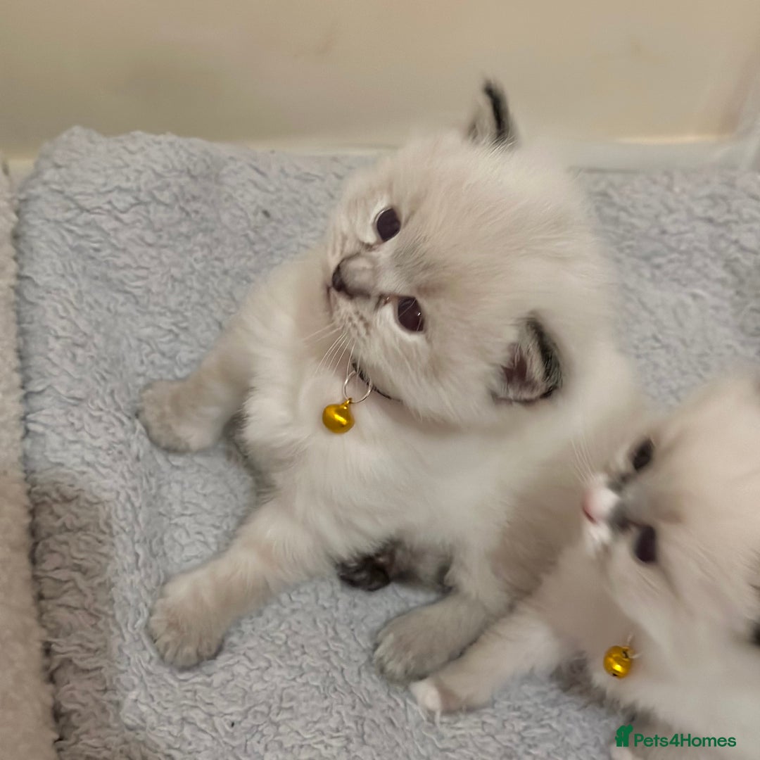 Ragdoll cats for sale: Fluffy, Gentle, Cuddly, Affectionate Kittens - Image 8