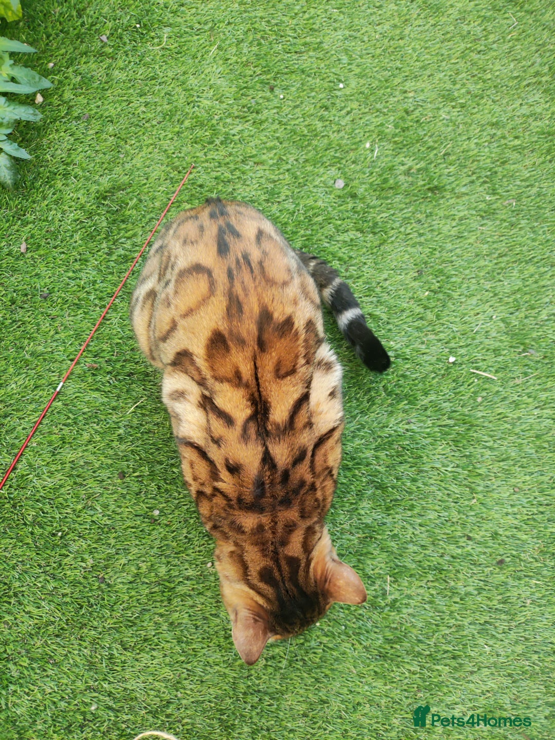 Bengal cats for sale: 🔥 Beautiful Boy Bengal Cat for Sale! 🔥 Plus 3 😺 - Image 6