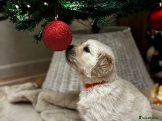 Golden Retriever dogs Beautiful KC Registered Golden Retriever Puppies - Advert 3