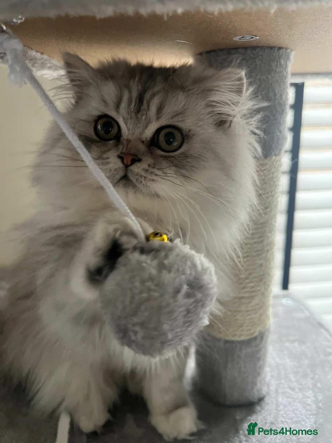 Persian cats for sale: 16wk 100% Persian Breed Male White Kitten - Advert 2