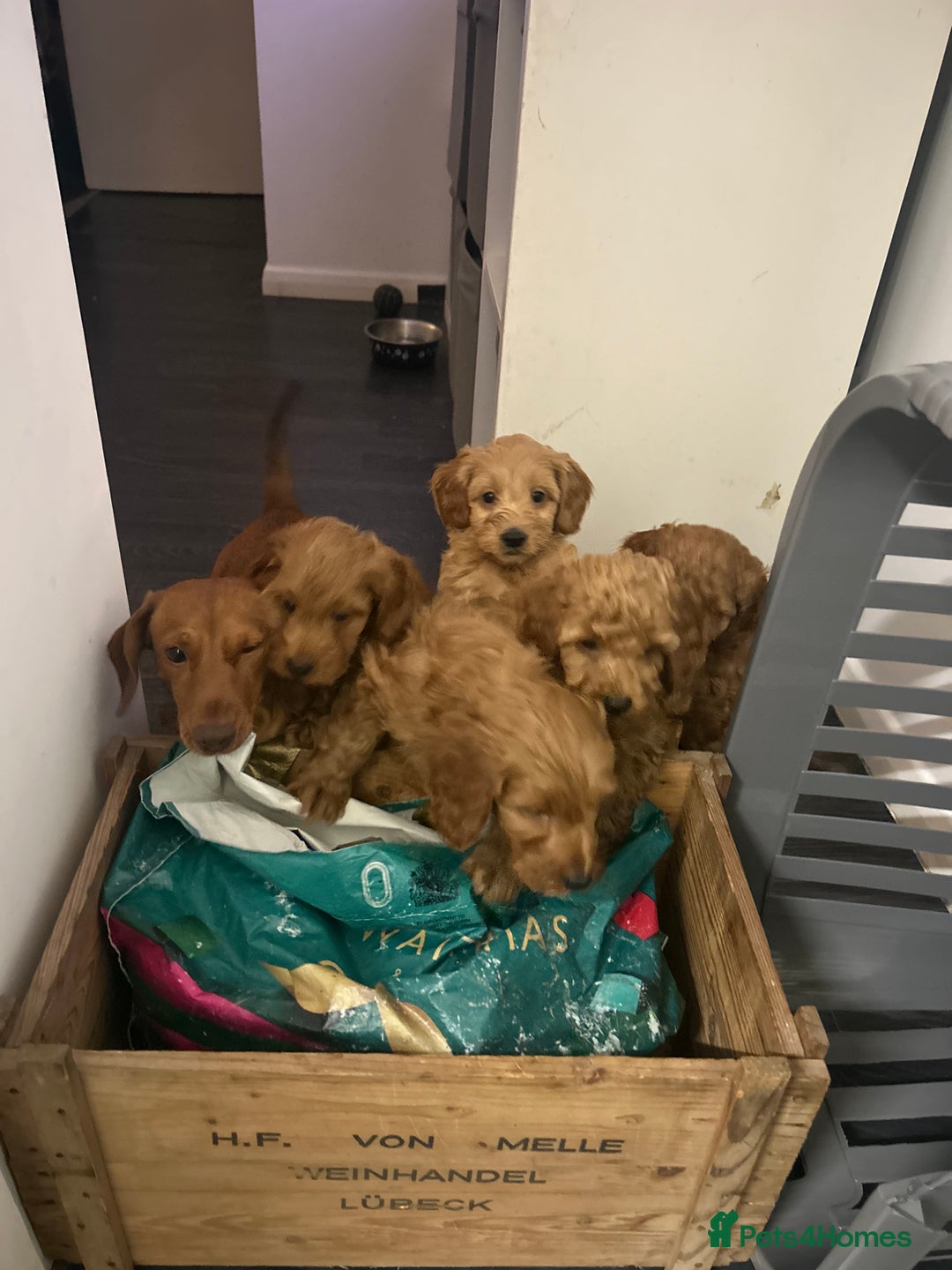 Cavapoo dogs for sale: Cavapoo puppies for sale - Image 6