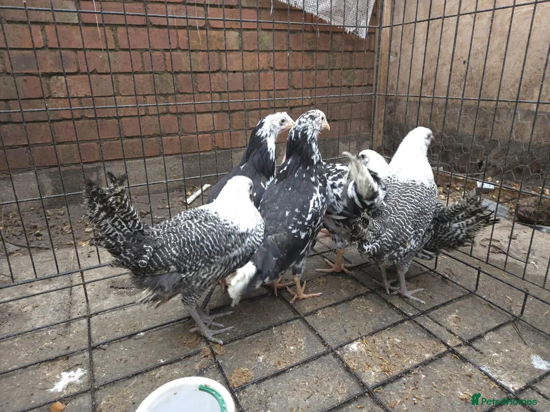 Chickens poultry for sale: 6 pullets 1 roo - Advert 6