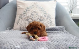 Cavapoochon dogs for sale: Beautiful Cavapoochons looking for forever homes - Image 9