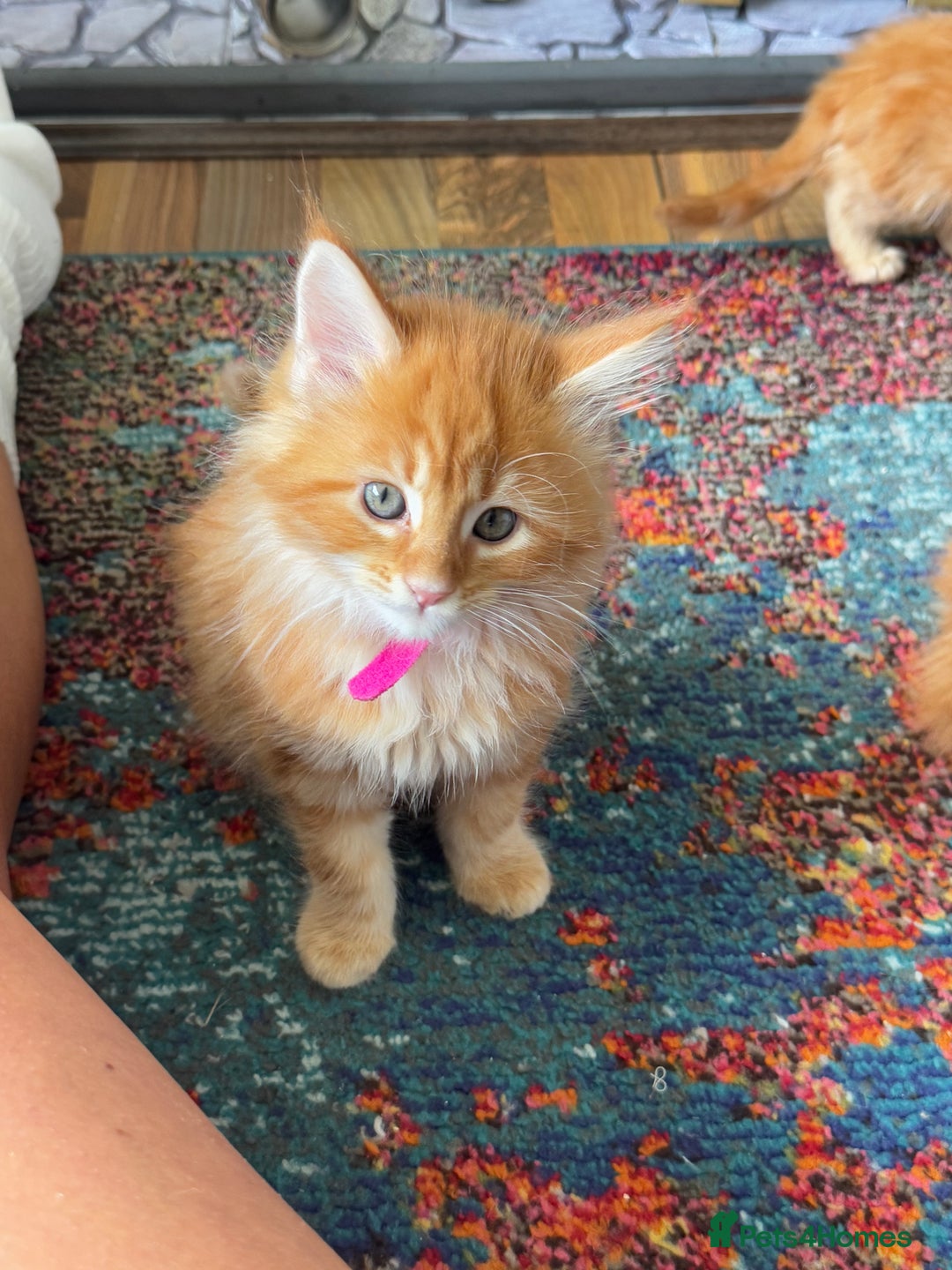 Maine Coon cats for sale: Cross Maine coon for sale  - Image 4