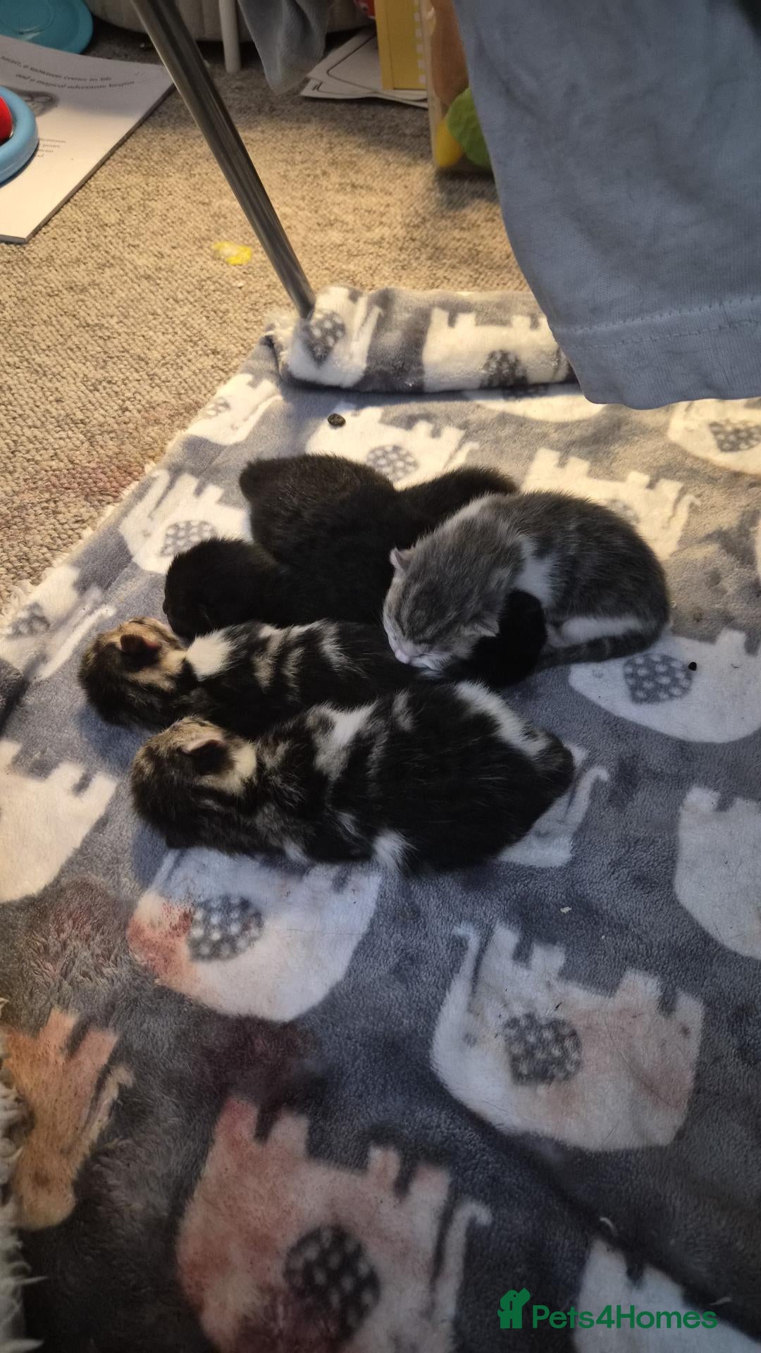 Mixed Breed cats Kittens! - Advert 16