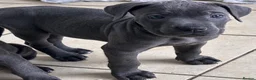 Cane Corso dogs for sale: Cane corso puppies   - Advert 16