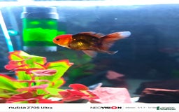Fancy Goldfish fish for sale: Fancy gold fish orandas  - Image 5