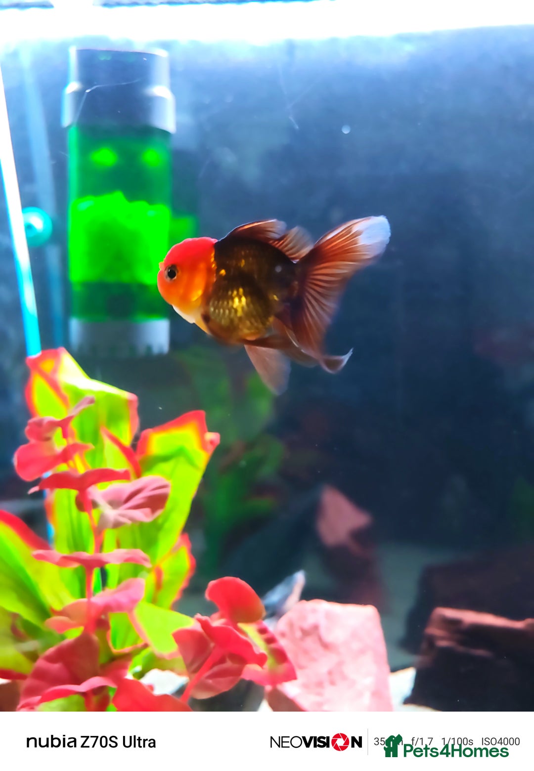 Fancy Goldfish fish for sale: Fancy gold fish orandas  - Image 5