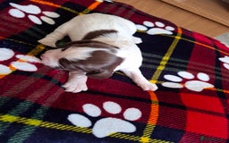 Sprocker dogs for sale: Sprocker puppies - Image 3