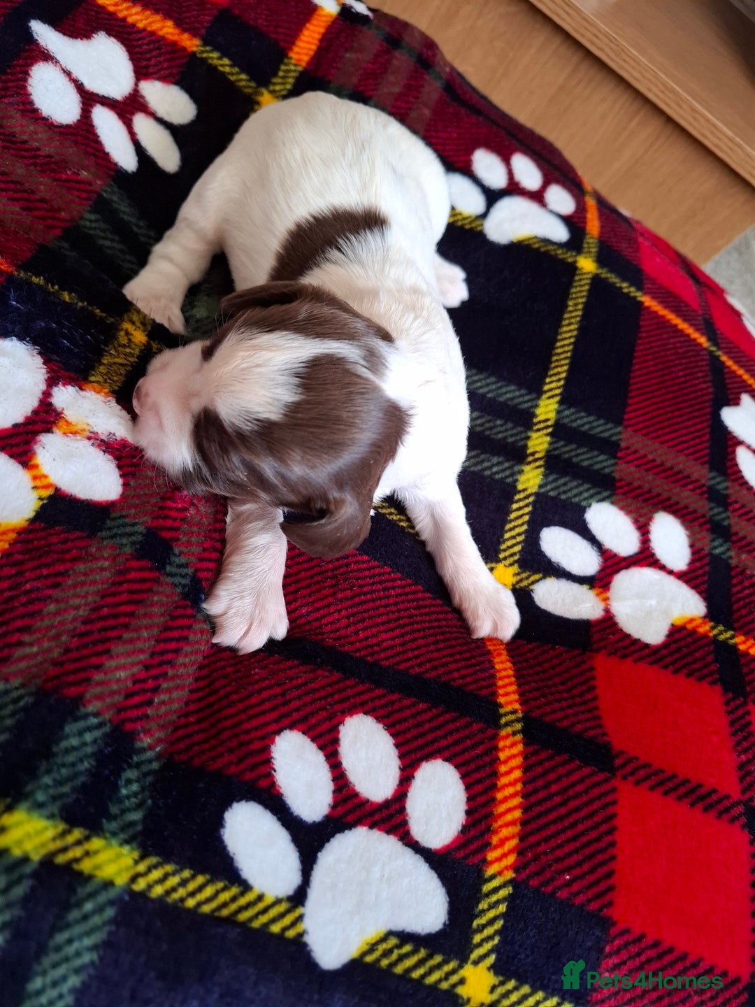 Sprocker dogs for sale: Sprocker puppies - Image 3