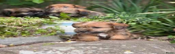 Mixed Breed dogs for sale: Exceptional Norfolk terrier x jrt pups ready now  - Advert 22