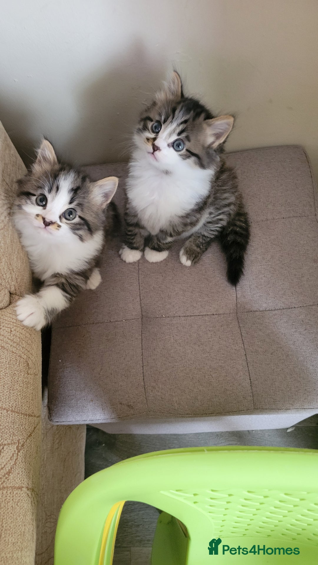 British Shorthair cats for sale: British Short-hair kittens - Image 12