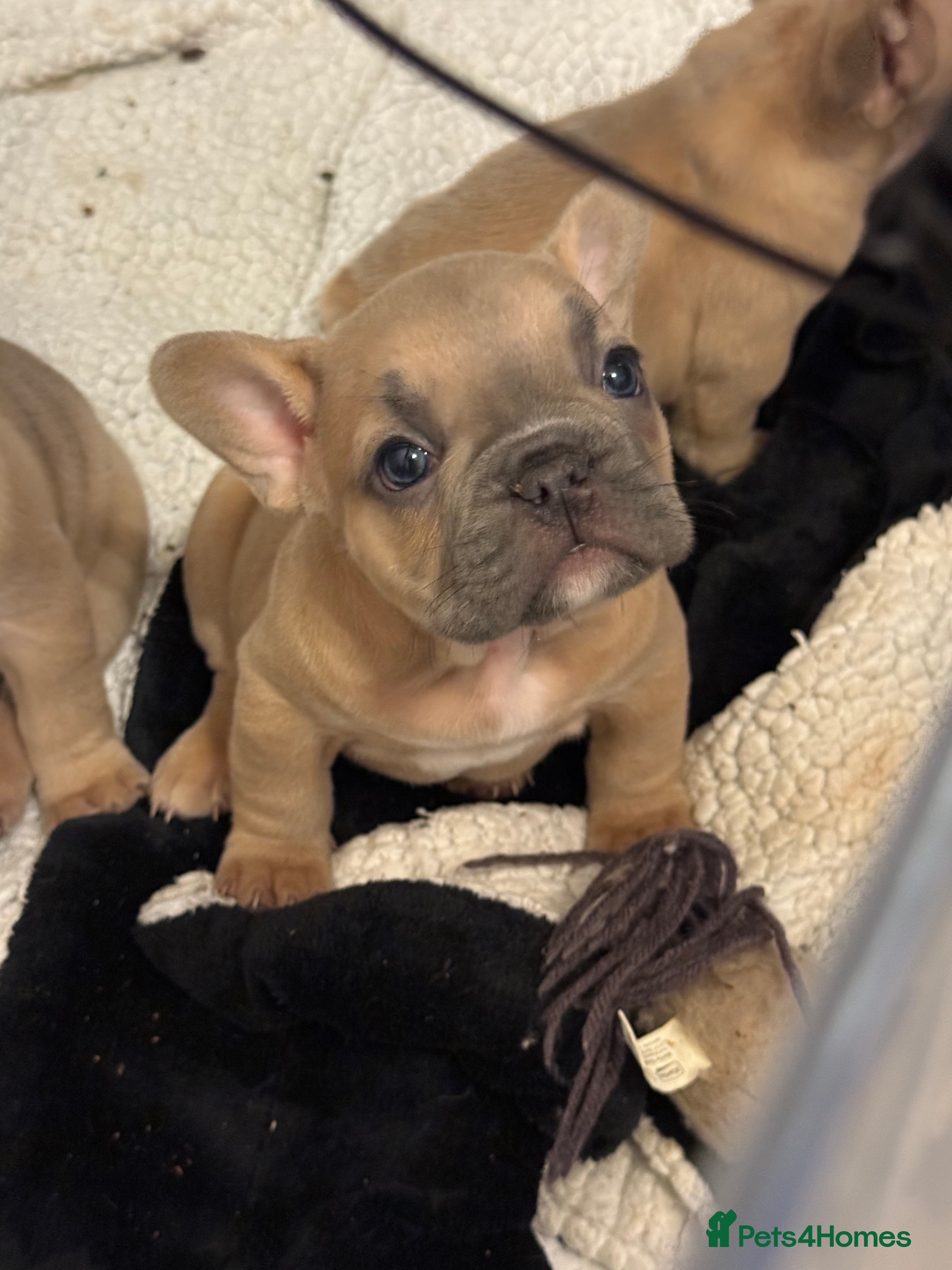 French Bulldog dogs French bulldog  - Advert 12