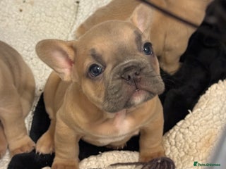 French Bulldog dogs French bulldog - Advert 12