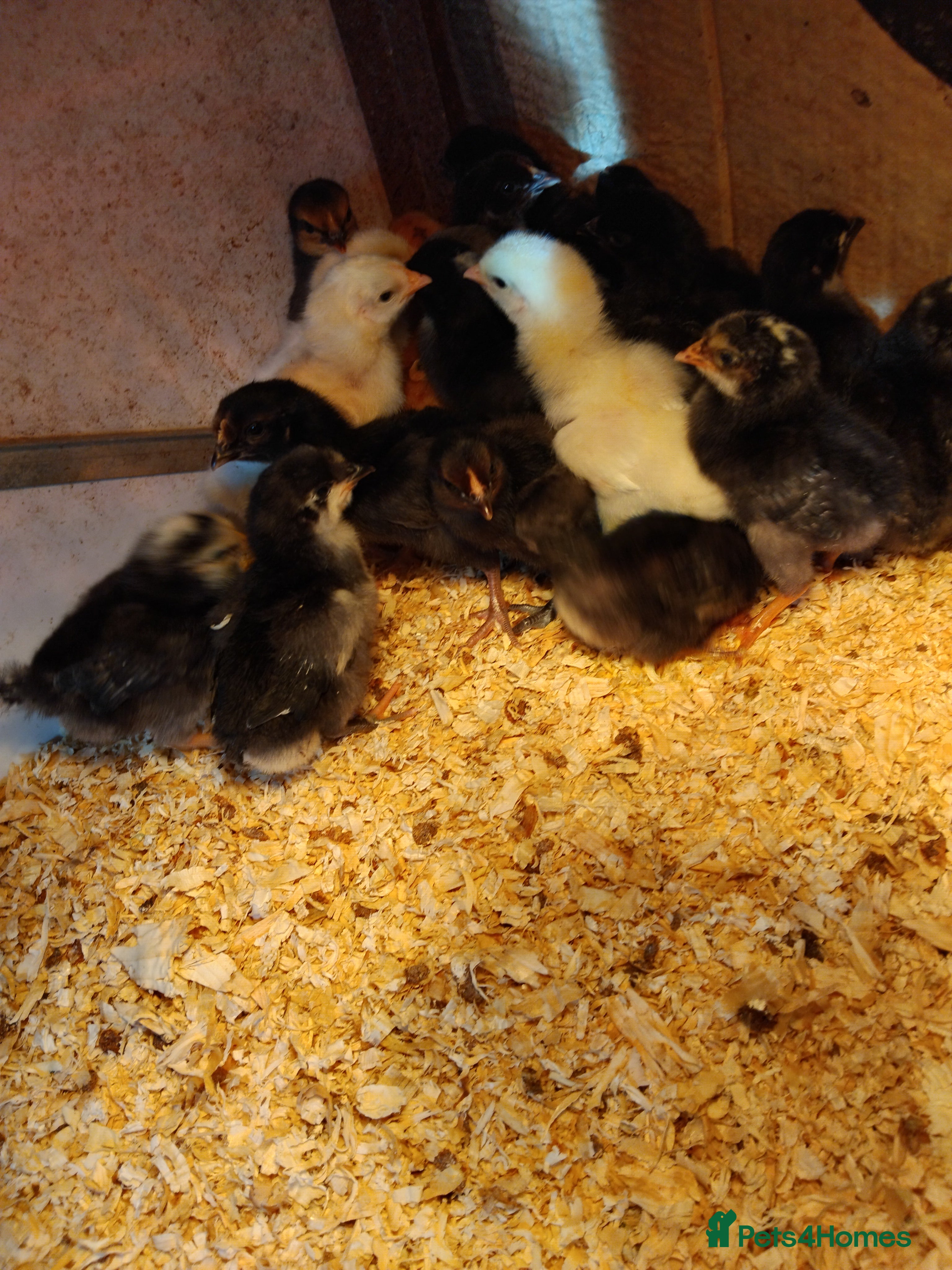 Chickens poultry Chicks  - Advert 7