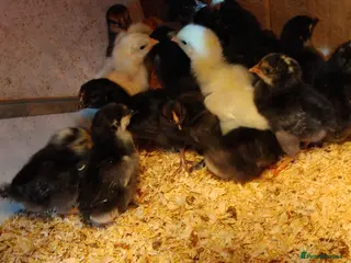 Chickens poultry Chicks - Advert 7