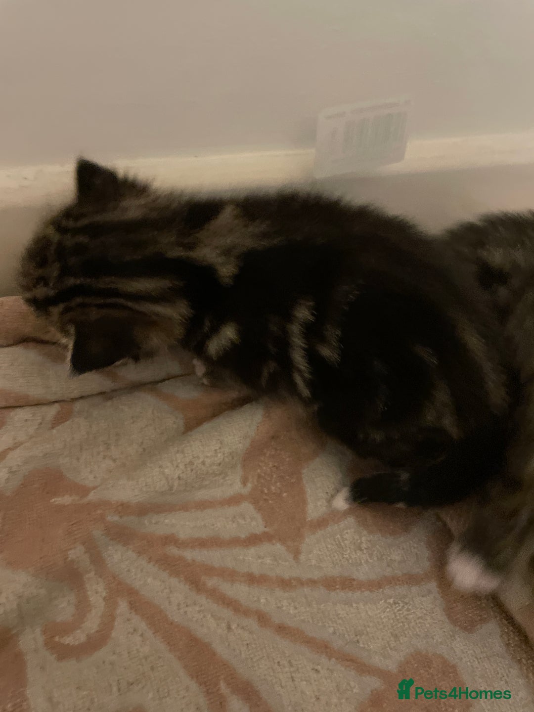 Domestic Shorthair cats for sale: Kittens - Image 6