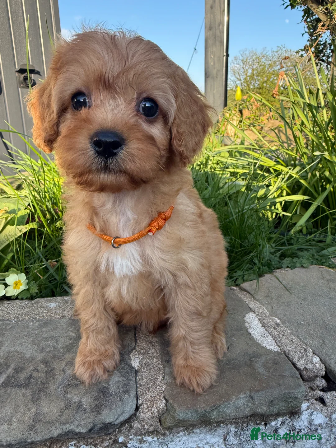 Cavapoo dogs for sale: 9 stunning F1 babies. Fully dna clear & kc parents - Advert 11