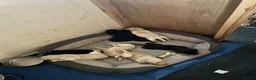 Labrador Retriever dogs for sale: Kc working Labradors  - Advert 12