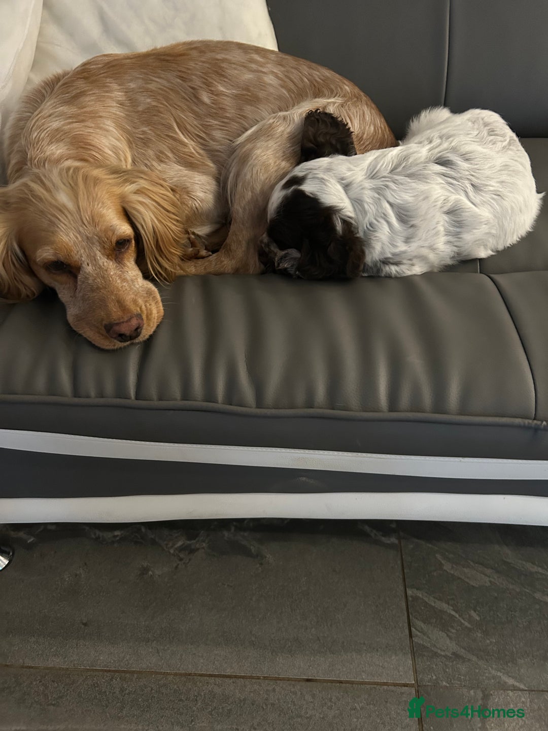 Cocker Spaniel dogs for sale: Pedigree Chocolate Roan WCS Boy - Image 5