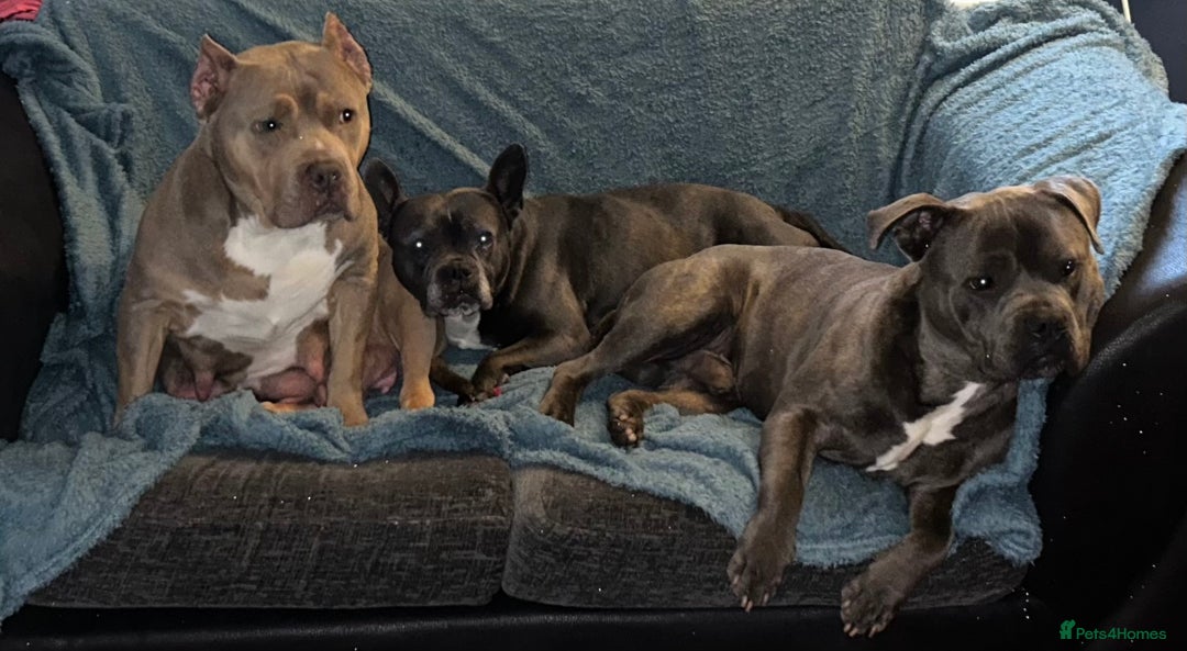 Mixed Breed dogs for sale: Beautiful chunky bully cross staffy pups tri /fawn - Image 40