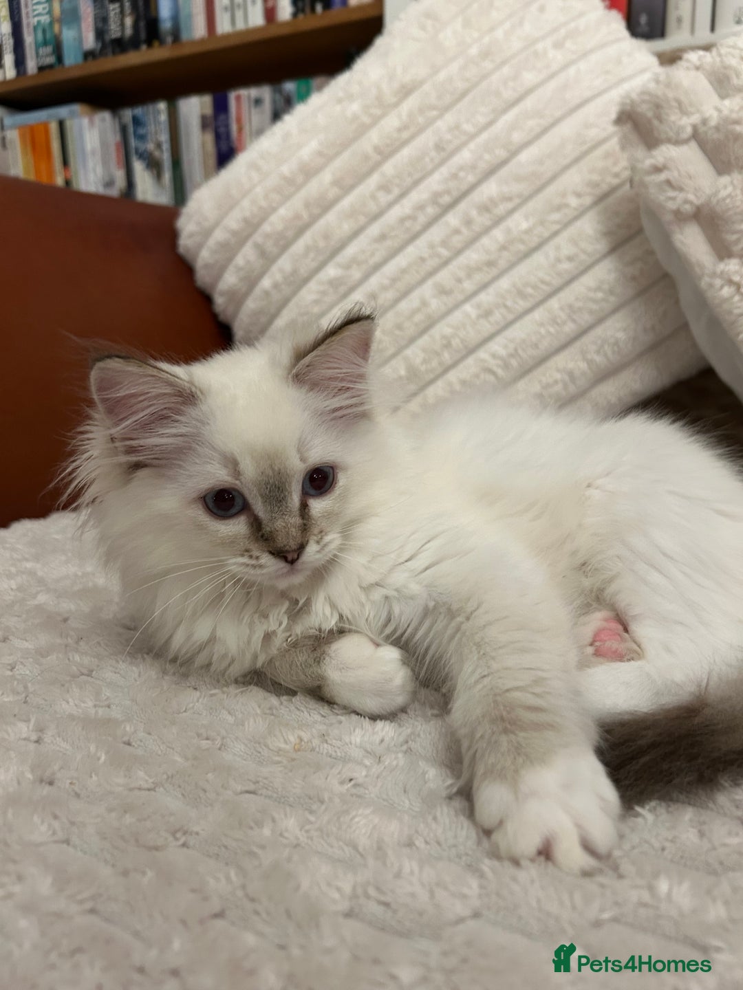 Ragdoll cats for sale: Ragdoll Kitten TICA chocolate tabby cherubim - Advert 19