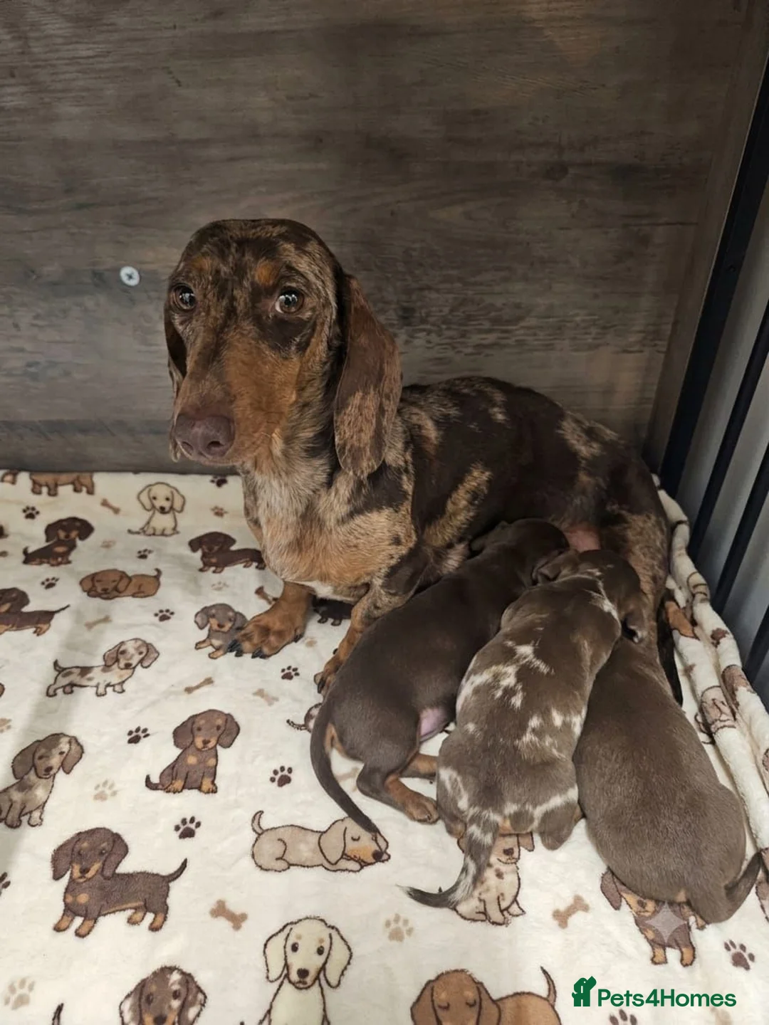 Miniature Dachshund dogs for sale: Chocolate-brown blue-eyedMiniature Dachshund puppy in Bolton - Advert 2