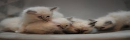 Ragdoll cats for sale: 🤎Beautiful Ragdolls Kittens🤎 - Advert 4