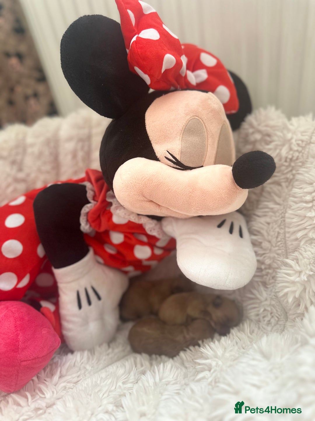 Maltipoo dogs for sale: 🧸🩷 Incredible Asian Maltipoo 🩷🧸 - Advert 2