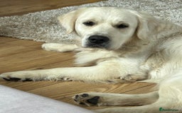 Golden Retriever dogs for sale: Home bred Chunky cream Goldie pups - Image 33