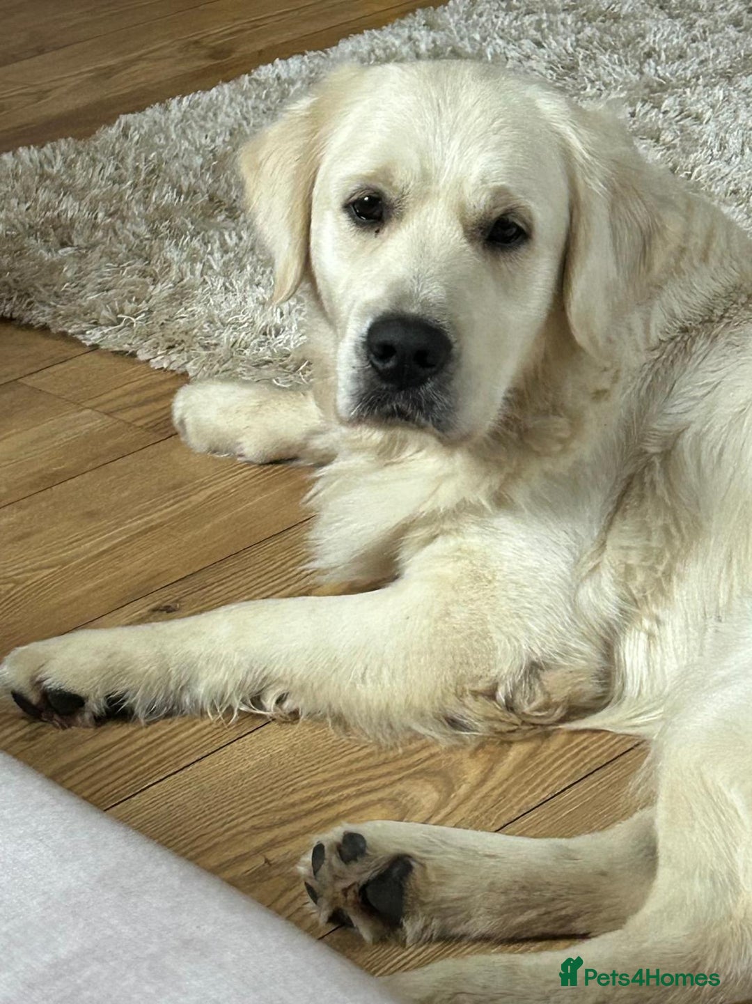 Golden Retriever dogs for sale: Home bred Chunky cream Goldie pups - Image 33