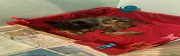 Cairn Terrier dogs for sale: Beautiful cairn terrier puppies in Retford - Advert 3