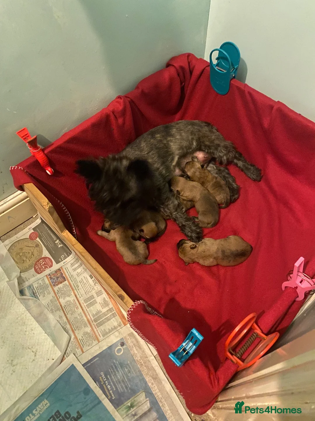 Cairn Terrier dogs for sale: Beautiful cairn terrier puppies in Retford - Advert 3
