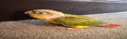 Conures birds for sale: Conures - Advert 5