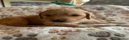 Golden Retriever dogs for sale: Golden Retriever puppies  in Saltburn-by-the-Sea - Advert 10